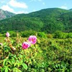 vallée des roses maroc