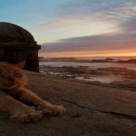 voyager au maroc avec un animal